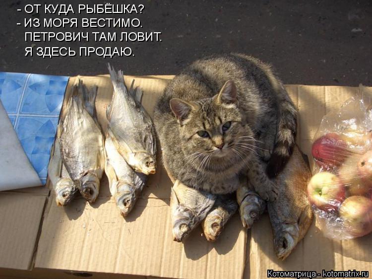 - ОТ КУДА РЫБЁШКА? - ИЗ МОРЯ ВЕСТИМО. ПЕТРОВИЧ ТАМ ЛОВИТ. Я ЗДЕСЬ ПРОДАЮ.... Котоматрица: - ОТ КУДА РЫБЁШКА? - ИЗ МОРЯ ВЕСТИМО. ПЕТРОВИЧ ТАМ ЛОВИТ. Я ЗДЕСЬ ПРОДАЮ.