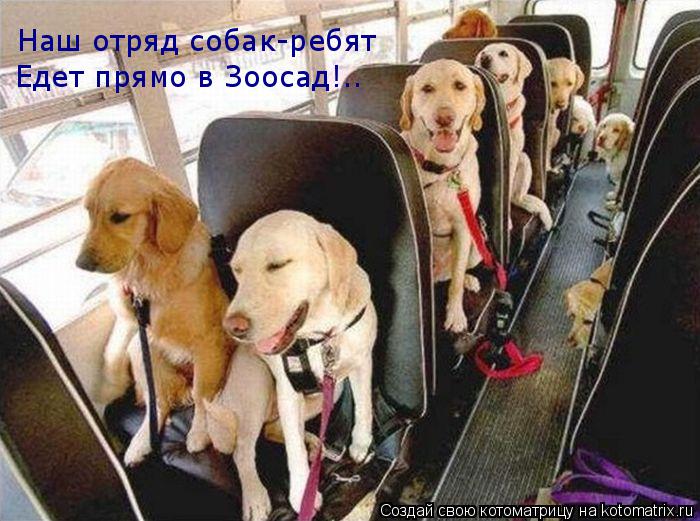 Котоматрица: Едет прямо в Зоосад! Наш отряд собак-ребят ..