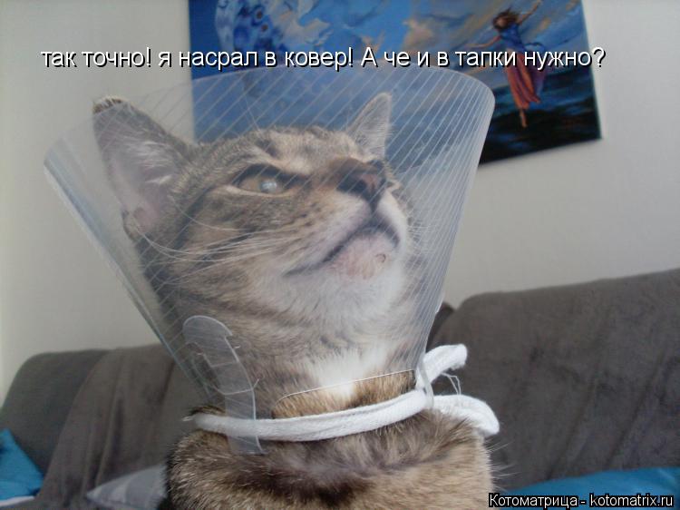 Котоматрица: так точно! я насрал в ковер! А че и в тапки нужно?