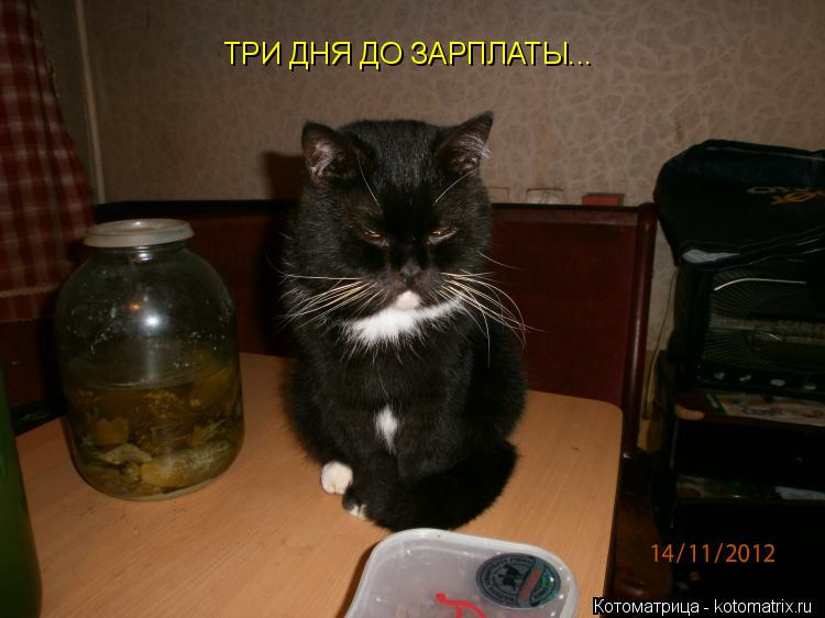 Котоматрица: ТРИ ДНЯ ДО ЗАРПЛАТЫ...