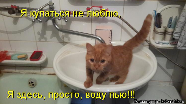 Я купаться не люблю, Я здесь, просто, воду пью!!!... Котоматрица: Я купаться не люблю, Я здесь, просто, воду пью!!!