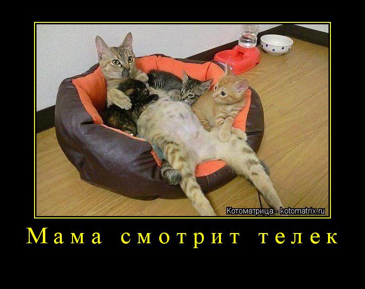 Котоматрица: Мама смотрит телек 