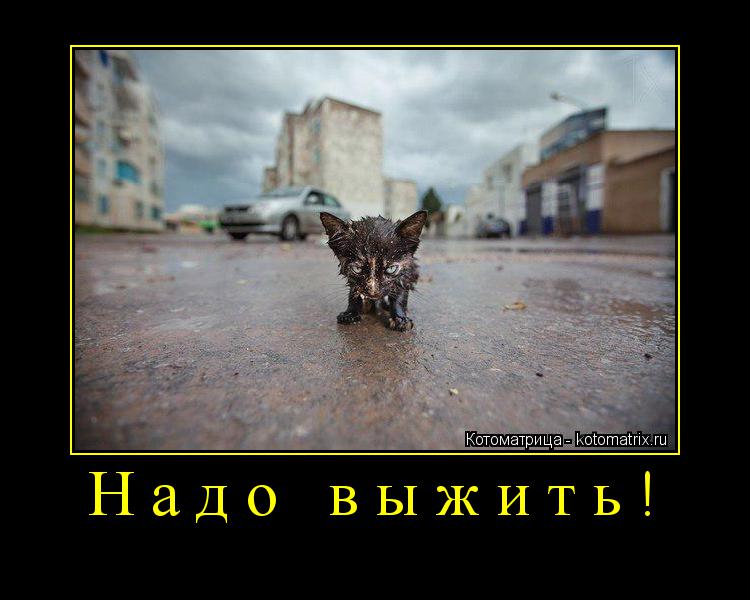 Надо выжить! ... Котоматрица: Надо выжить!