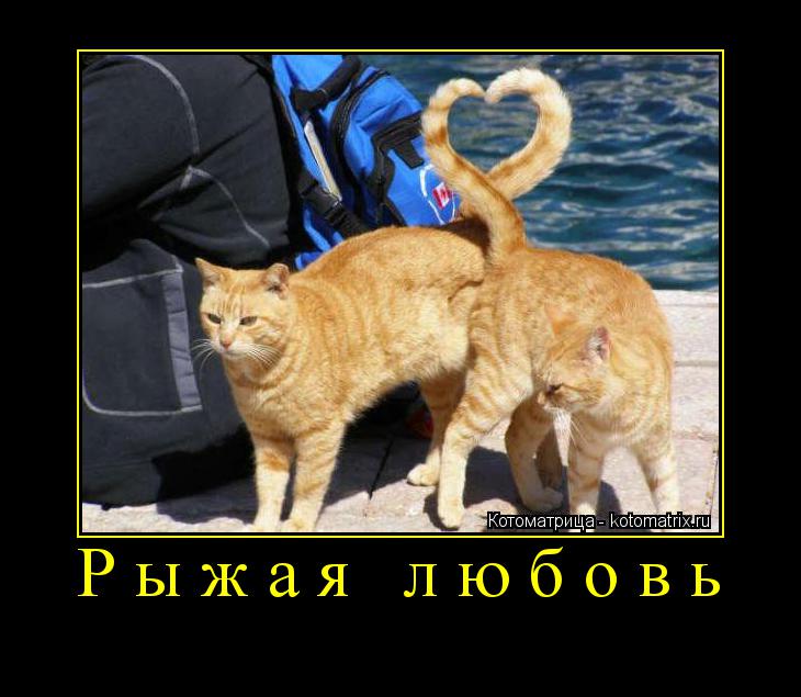 Котоматрица: Рыжая любовь 