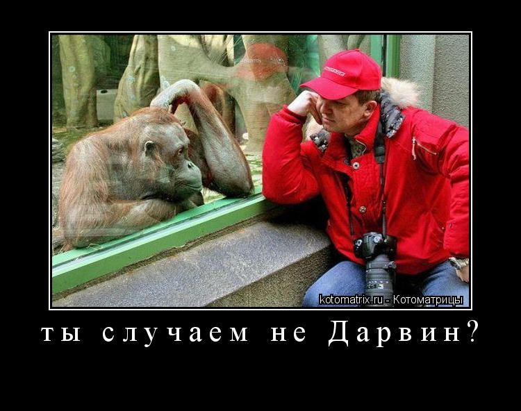 Котоматрица: ты случаем не Дарвин? 