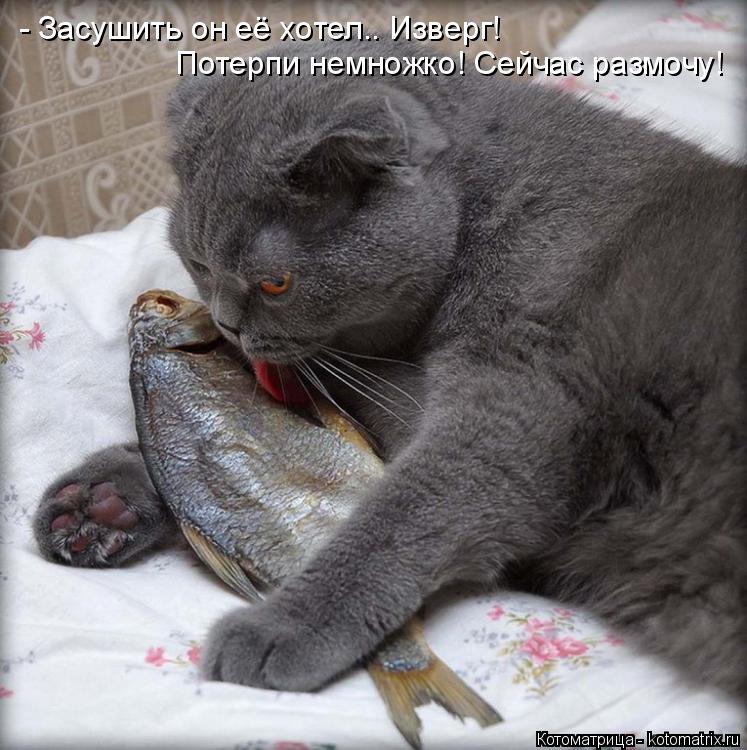 - Засушить он её хотел.. Изверг! Потерпи немножко! Сейчас размочу!... Котоматрица: - Засушить он её хотел.. Изверг! Потерпи немножко! Сейчас размочу!