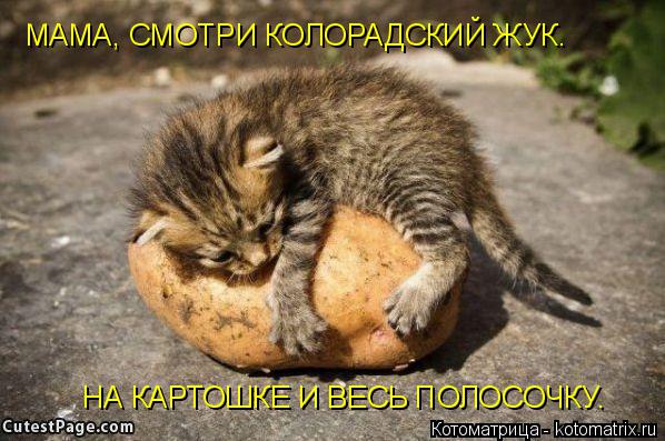 Котоматрица: МАМА, СМОТРИ КОЛОРАДСКИЙ ЖУК. НА КАРТОШКЕ И ВЕСЬ ПОЛОСОЧКУ.