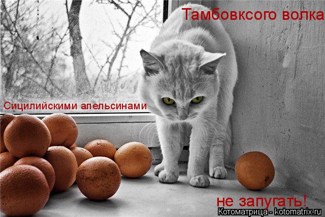 Сицилийскими апельсинами Тамбовксого волка не запугать!... Котоматрица: Сицилийскими апельсинами Тамбовксого волка не запугать!
