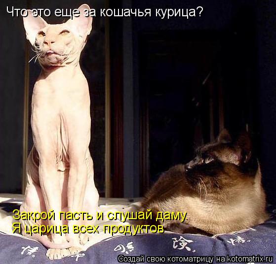 Что это еще за кошачья курица? Закрой пасть и слушай даму. Я царица всех продуктов... Котоматрица: Что это еще за кошачья курица? Закрой пасть и слушай даму. Я царица всех продуктов