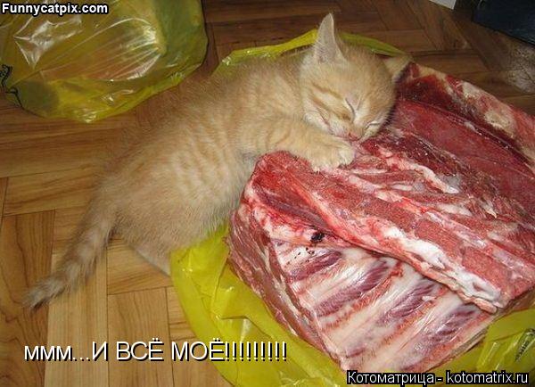 ммм...И ВСЁ МОЁ!!!!!!!!!... Котоматрица: ммм...И ВСЁ МОЁ!!!!!!!!!
