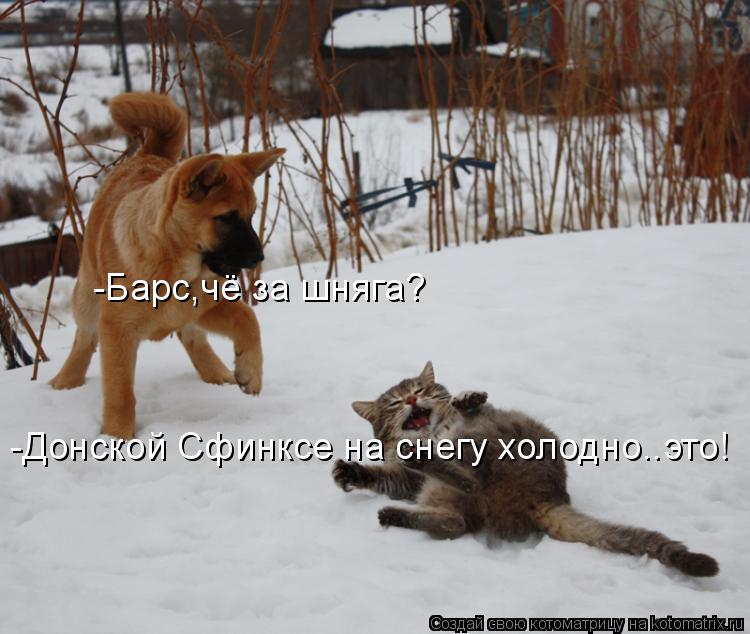 -Барс,чё за шняга? -Донской Сфинксе на снегу холодно..это!... Котоматрица: -Барс,чё за шняга? -Донской Сфинксе на снегу холодно..это!