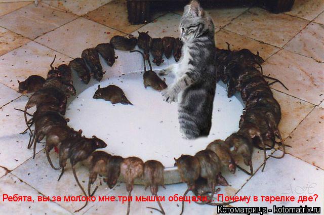 Котоматрица: Ребята, вы за молоко мне три мышки обещали... Почему в тарелке две?