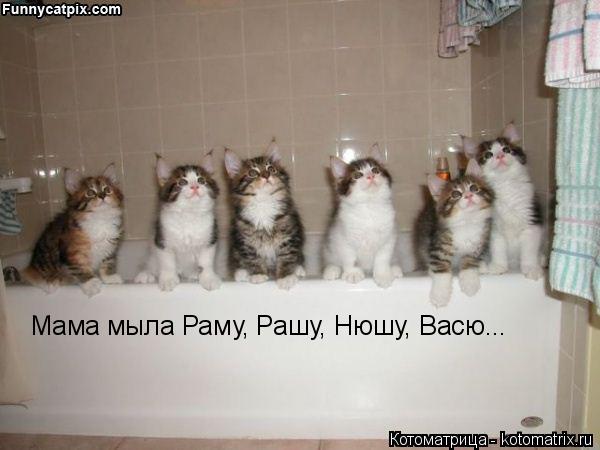 Котоматрица: Мама мыла Раму, Рашу, Нюшу, Васю...