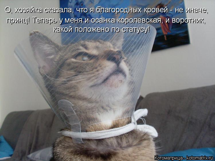 О, хозяйка сказала, что я благородных кровей - не иначе, принц! Теперь у меня и осанка королевская, ... Котоматрица: О, хозяйка сказала, что я благородных кровей - не иначе, принц! Теперь у меня и осанка королевская, и воротник, какой положено по статусу!