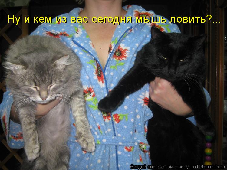 Ну и кем из вас сегодня мышь ловить?...... Котоматрица: Ну и кем из вас сегодня мышь ловить?...