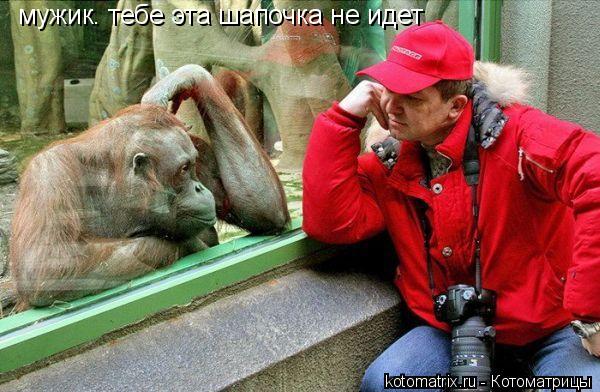 Котоматрица: мужик. тебе эта шапочка не идет