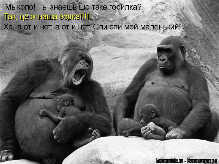 Мыколо! Ты знаешь шо таке горилка? Так, це ж наша водка!!!!! Ха, а от и нет, а от и нет. Спи спи мой ... Котоматрица: Мыколо! Ты знаешь шо таке горилка? Так, це ж наша водка!!!!! Ха, а от и нет, а от и нет. Спи спи мой маленький!