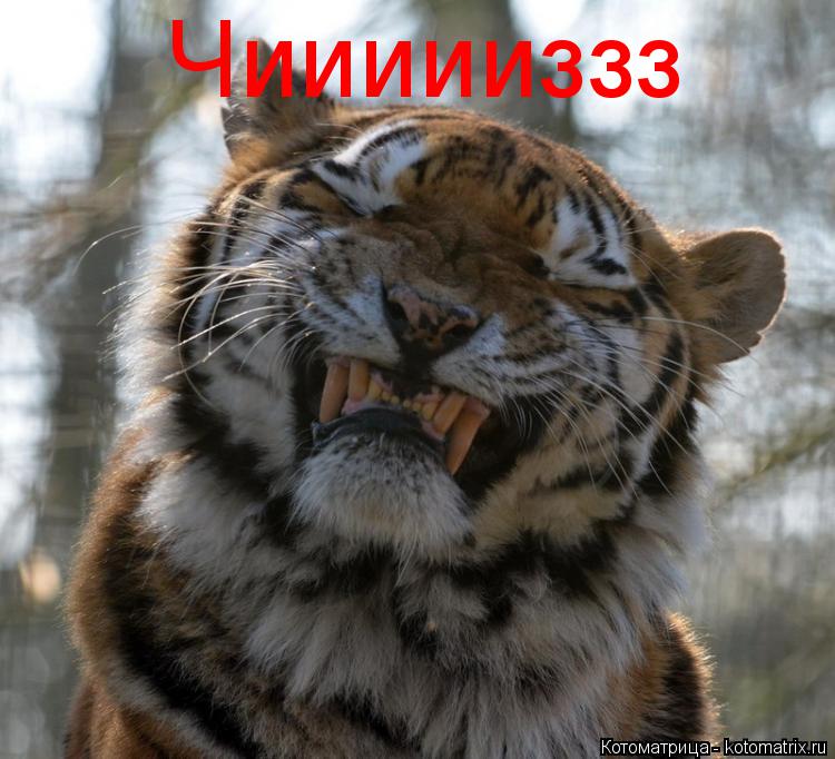 Чиииииззз... Котоматрица: Чиииииззз