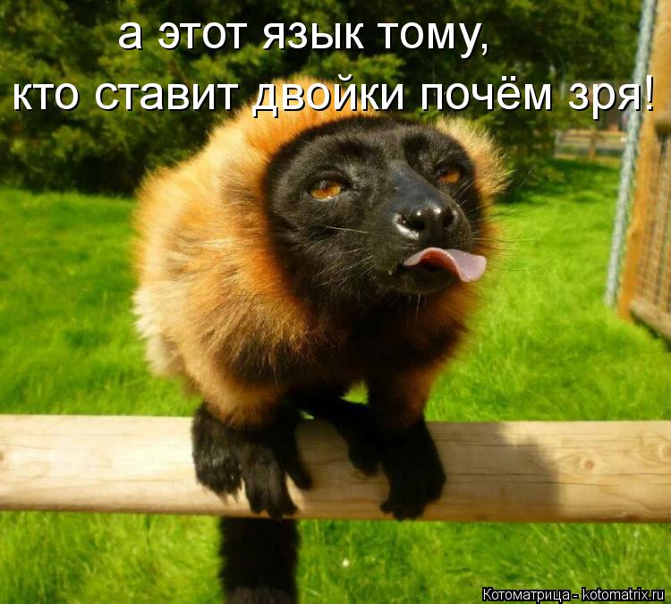 а этот язык тому, кто ставит двойки почём зря!... Котоматрица: а этот язык тому, кто ставит двойки почём зря!