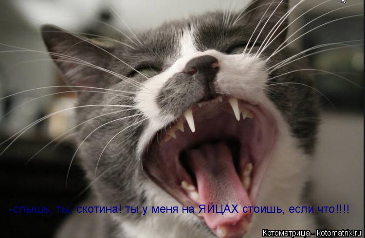 -слышь, ты, скотина! ты у меня на ЯЙЦАХ стоишь, если что!!!!... Котоматрица: -слышь, ты, скотина! ты у меня на ЯЙЦАХ стоишь, если что!!!!