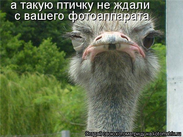 а такую птичку не ждали с вашего фотоаппарата... Котоматрица: а такую птичку не ждали с вашего фотоаппарата