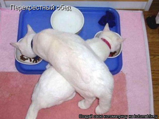 Котоматрица: Перекрестный обед