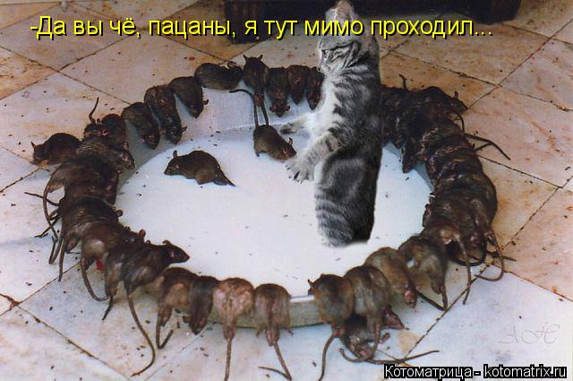-Да вы чё, пацаны, я тут мимо проходил...... Котоматрица: -Да вы чё, пацаны, я тут мимо проходил...