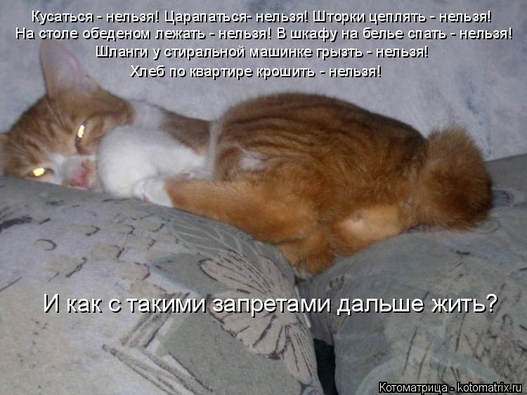 Котоматрица: Кусаться - нельзя! Царапаться- нельзя! Шторки цеплять - нельзя! На столе обеденом лежать - нельзя! В шкафу на белье спать - нельзя!  Шланги у сти