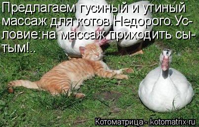 Котоматрица: Предлагаем гусиный и утиный массаж для котов.Недорого.Ус- ловие:на массаж приходить сы- тым!..