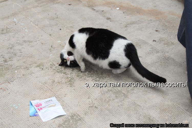 э, харэ там потолок пылесосить!... Котоматрица: э, харэ там потолок пылесосить!