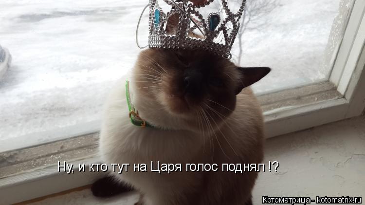 Ну, и кто тут на Царя голос поднял !?... Котоматрица: Ну, и кто тут на Царя голос поднял !?