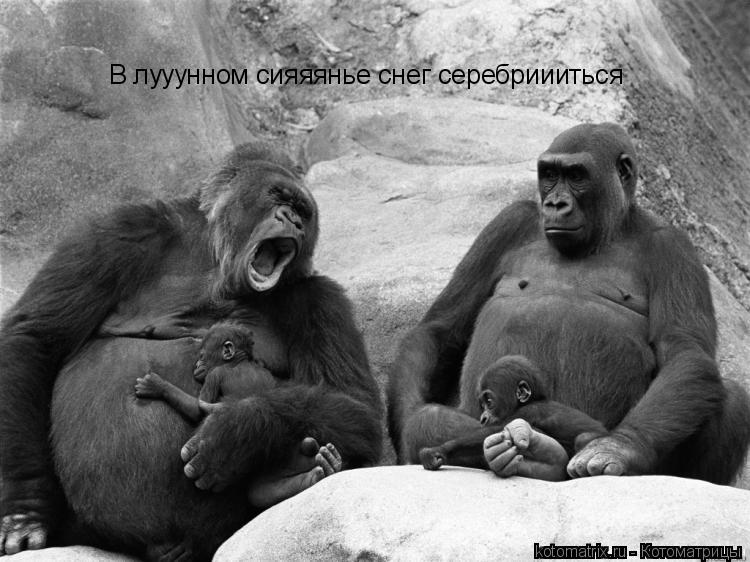 Котоматрица: В лууунном сияяянье снег серебриииться