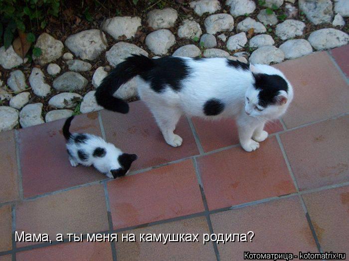 Котоматрица: Мама, а ты меня на камушках родила?