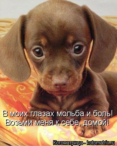 В моих глазах мольба и боль! Возьми меня к себе, домой!... Котоматрица: В моих глазах мольба и боль! Возьми меня к себе, домой!