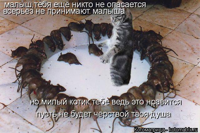 Котоматрица: малыш,тебя ещё никто не опасается всерьёз не принимают малыша но,милый котик,тебе ведь это нравится пусть не будет чёрствой твоя душа