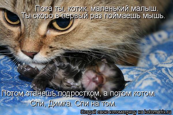 Пока ты, котик, маленький малыш. Ты скоро в первый раз поймаешь мышь. Потом станешь подростком, а пот... Котоматрица: Пока ты, котик, маленький малыш. Ты скоро в первый раз поймаешь мышь. Потом станешь подростком, а потом котом. Спи, Димка. Спи на том.