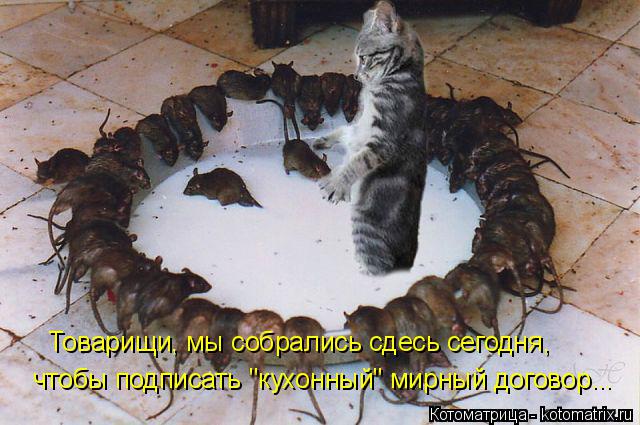 Товарищи, мы собрались сдесь сегодня, чтобы подписать "кухонный" мирный договор...... Котоматрица: Товарищи, мы собрались сдесь сегодня, чтобы подписать "кухонный" мирный договор...