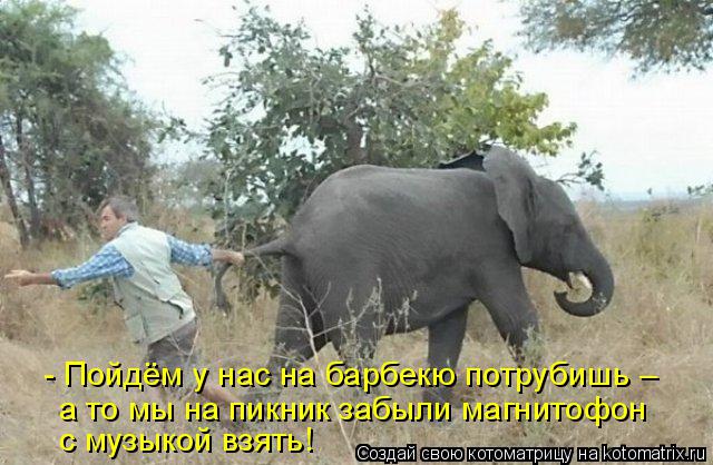 Котоматрица: - Пойдём у нас на барбекю потрубишь – а то мы на пикник забыли магнитофон с музыкой взять!