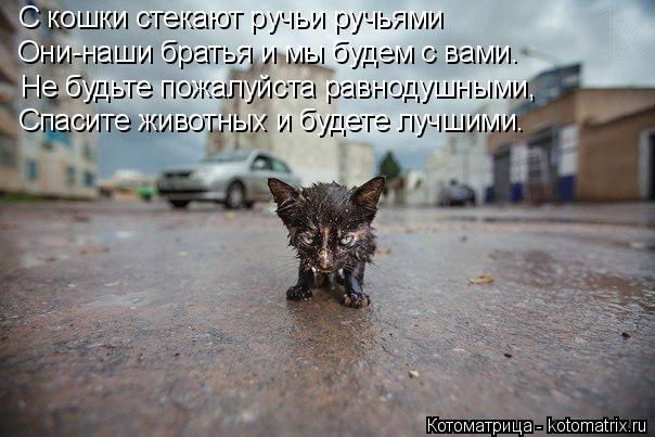 Котоматрица: С кошки стекают ручьи ручьями Они-наши братья и мы будем с вами. Не будьте пожалуйста равнодушными, Спасите животных и будете лучшими.
