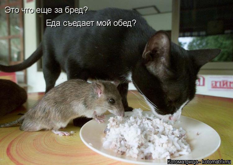 Это что еще за бред? Еда съедает мой обед?... Котоматрица: Это что еще за бред? Еда съедает мой обед?