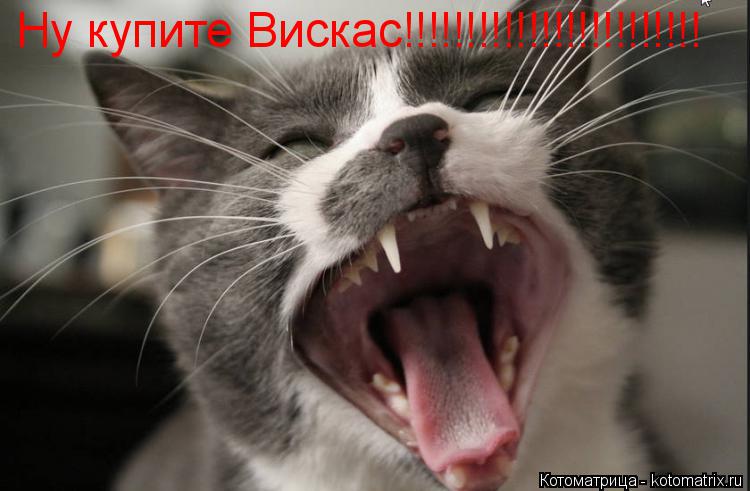 Ну купите Вискас!!!!!!!!!!!!!!!!!!!!!!!!... Котоматрица: Ну купите Вискас!!!!!!!!!!!!!!!!!!!!!!!!