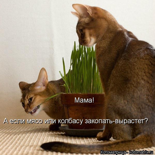 А если мясо или колбасу закопать-вырастет? Мама!... Котоматрица: А если мясо или колбасу закопать-вырастет? Мама!