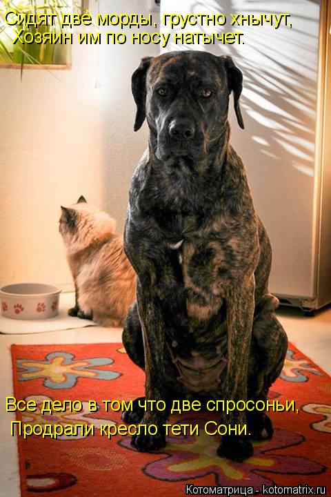 Сидят две морды, грустно хнычут, Хозяин им по носу натычет. Все дело в том что две спросоньи, Продрал... Котоматрица: Сидят две морды, грустно хнычут, Хозяин им по носу натычет. Все дело в том что две спросоньи, Продрали кресло тети Сони.