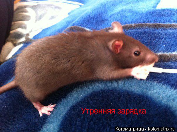 Утренняя зарядка... Котоматрица: Утренняя зарядка