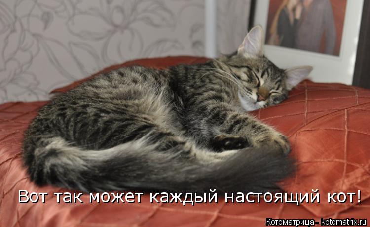 Вот так может каждый настоящий кот!... Котоматрица: Вот так может каждый настоящий кот!