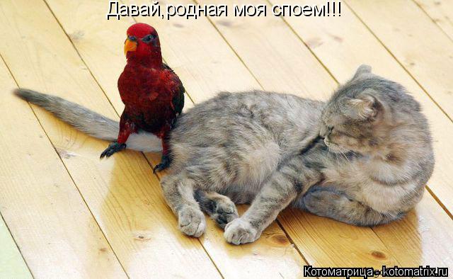 Давай,родная моя споем!!!... Котоматрица: Давай,родная моя споем!!!