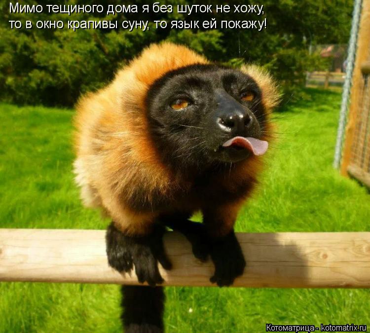 Мимо тещиного дома я без шуток не хожу, то в окно крапивы суну, то язык ей покажу!... Котоматрица: Мимо тещиного дома я без шуток не хожу, то в окно крапивы суну, то язык ей покажу!