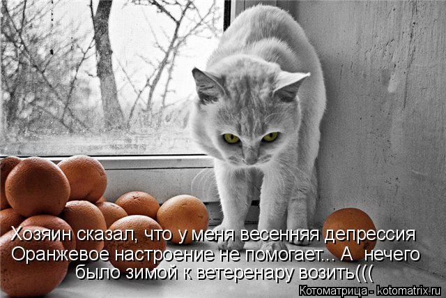 Хозяин сказал, что у меня весенняя депрессия Оранжевое настроение не помогает... А нечего было зим... Котоматрица: Хозяин сказал, что у меня весенняя депрессия Оранжевое настроение не помогает... А нечего было зимой к ветеренару возить(((