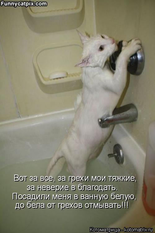 Вот за все, за грехи мои тяжкие, за неверие в благодать. Посадили меня в ванную белую, до бела от гре... Котоматрица: Вот за все, за грехи мои тяжкие, за неверие в благодать. Посадили меня в ванную белую, до бела от грехов отмывать!!!