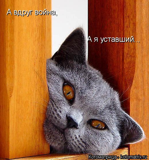 А вдруг война, А я уставший...... Котоматрица: А вдруг война, А я уставший...